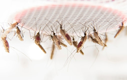 mosquitos malaria
